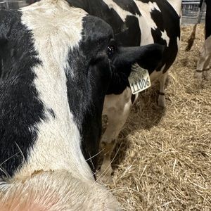 Meet your Posher, Justin